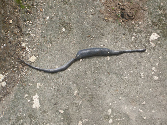 Snake gift